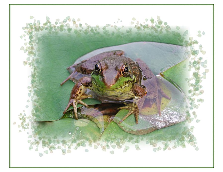 Frog on a Lotus Pad Photograph by Mike Kling