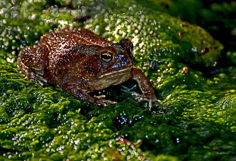 Frog On A Moss Mat Photograph by George Bostian