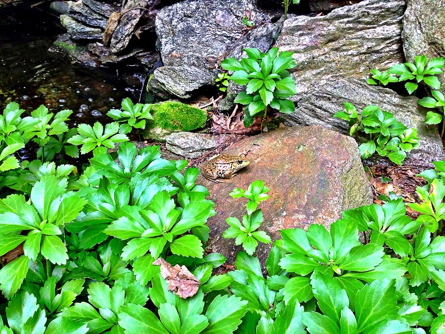 Frog on a Rock Photograph by Chris Montcalmo