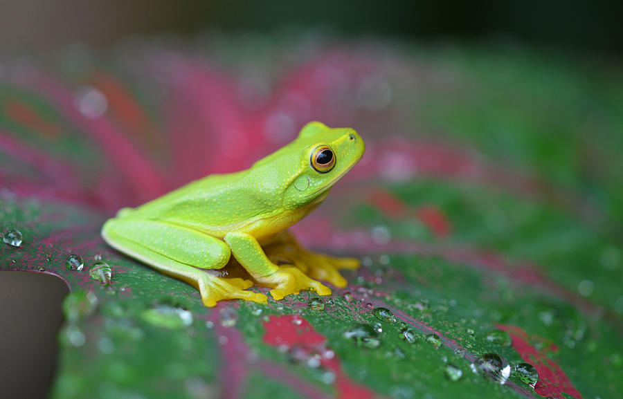 Frog on a tropical leaf Photograph by David Clode