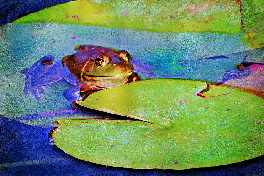 Frog - On a Water Lily Pad Photograph by Nikolyn McDonald