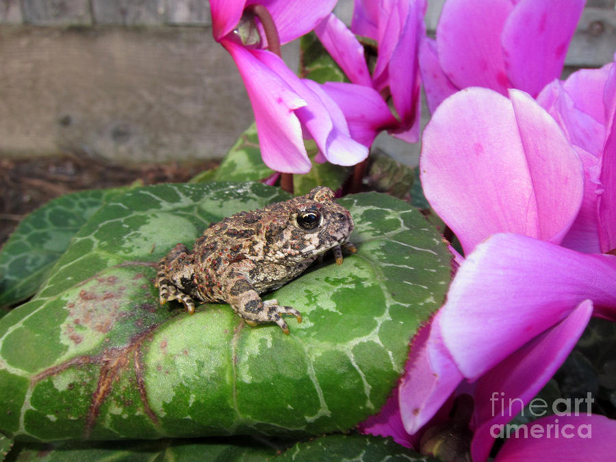 Frog on Cyclamen Plant Photograph by Debra Thompson