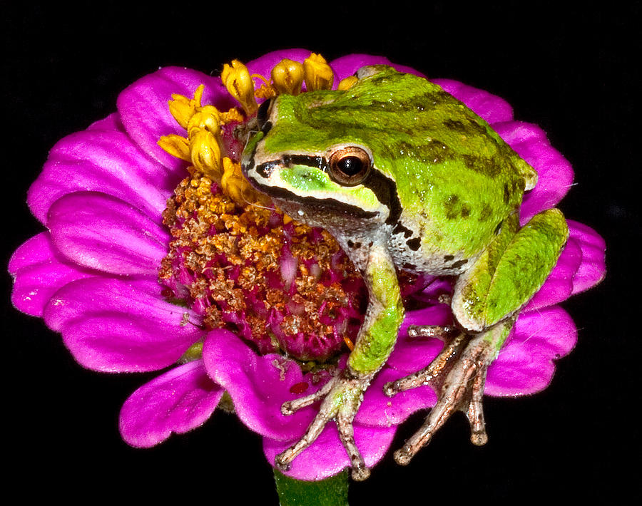Frog  on flower Photograph by Jean Noren