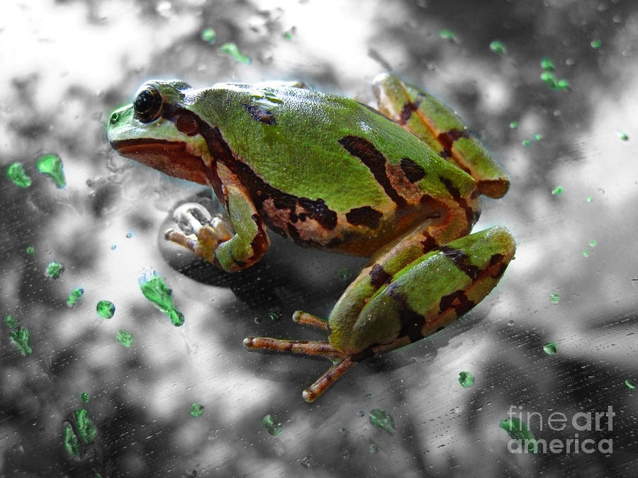 Wildlife Photograph - Frog on Glass by Karisa Kauspedas