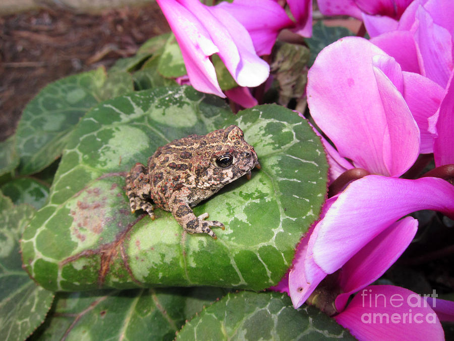 Frog on Leaf Photograph by Debra Thompson