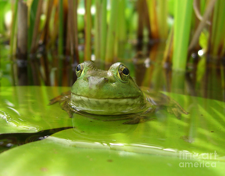 Frog on Lily Pad 2763 Photograph by Jack Schultz