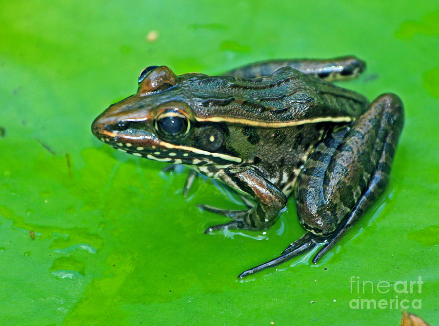 Frog on lily pad Photograph by Larry Nieland