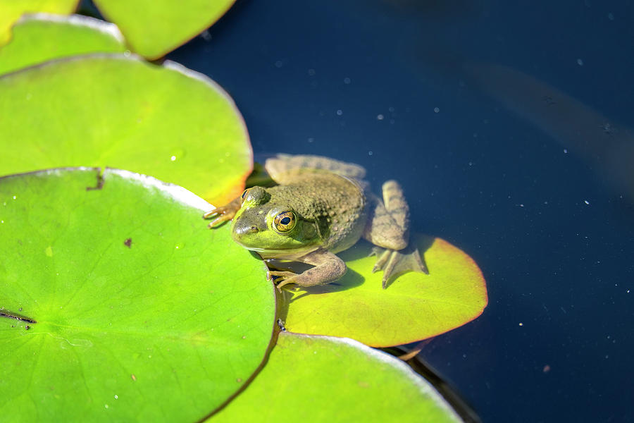 Frog On Lily Pad, USA Photograph by Lisa S. Engelbrecht | Fine Art America