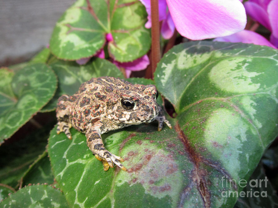 Frog on Plant Leaf Photograph by Debra Thompson