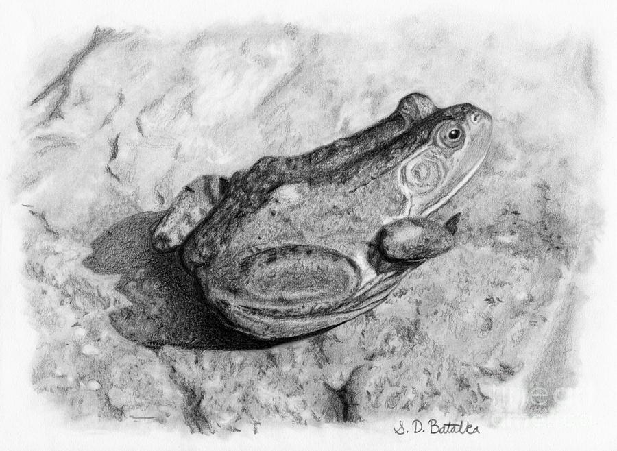 Frog On Rock Drawing by Sarah Batalka