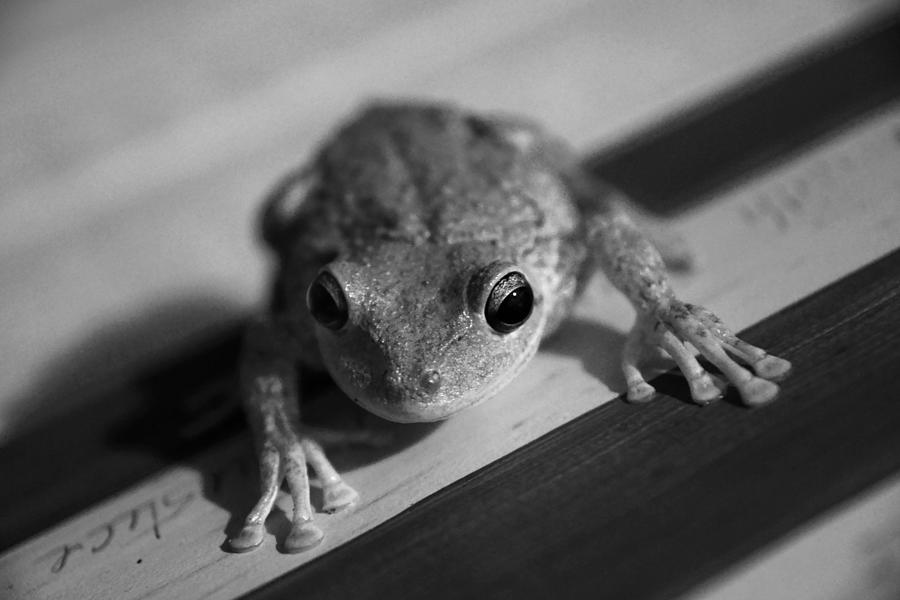 Frog on the Front Porch Photograph by Daniel Woodrum