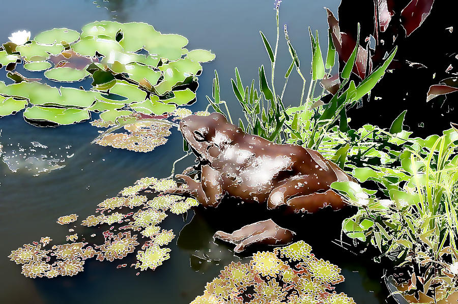 Frog on the Pond Photograph by Ellen Tully