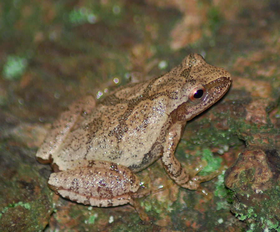 Frog Or Tree Bark Photograph by Dennis Durette - Pixels