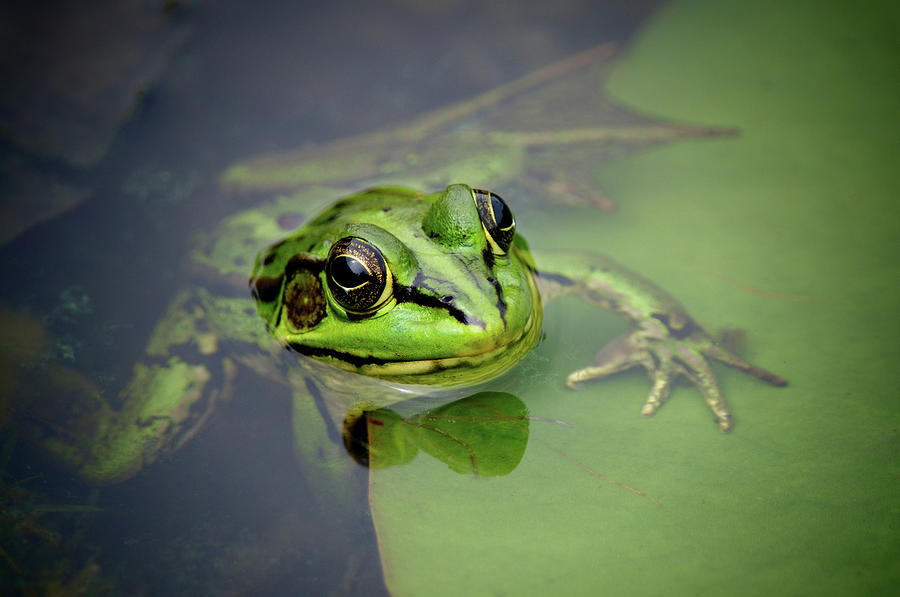 Frog Photograph by Pai-shih Lee