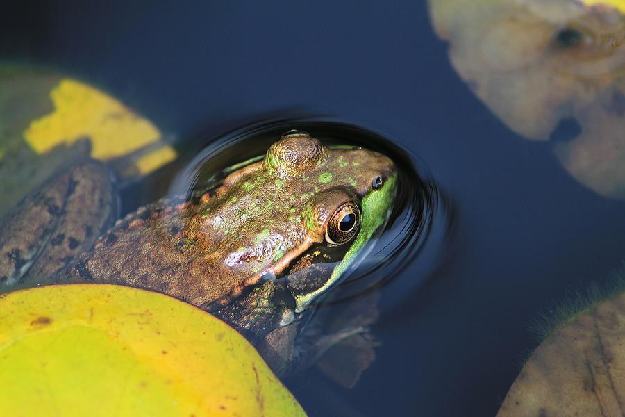 Frog Pond Photograph by Michael Saunders