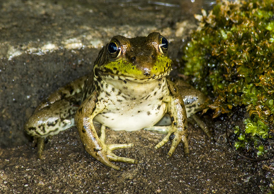 Frog Photograph - Frog Pose by Richard Kitchen