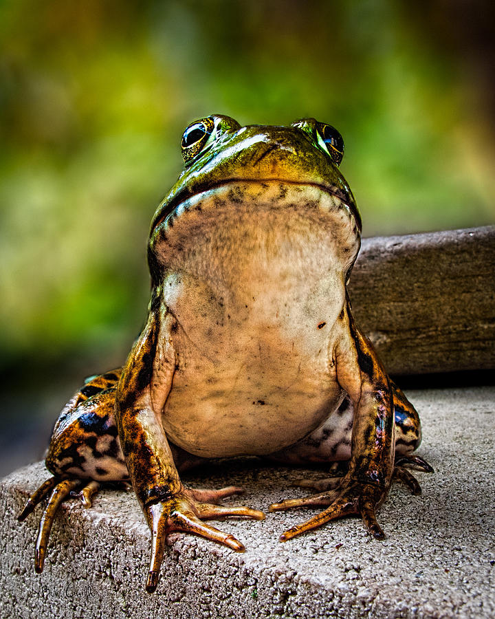 Frog Photograph - Frog Prince or so he thinks by Bob Orsillo