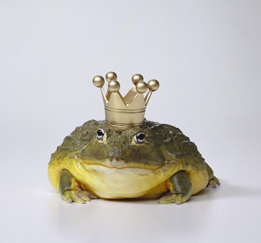 Frog prince with crown Photograph by GK Hart/Vikki Hart