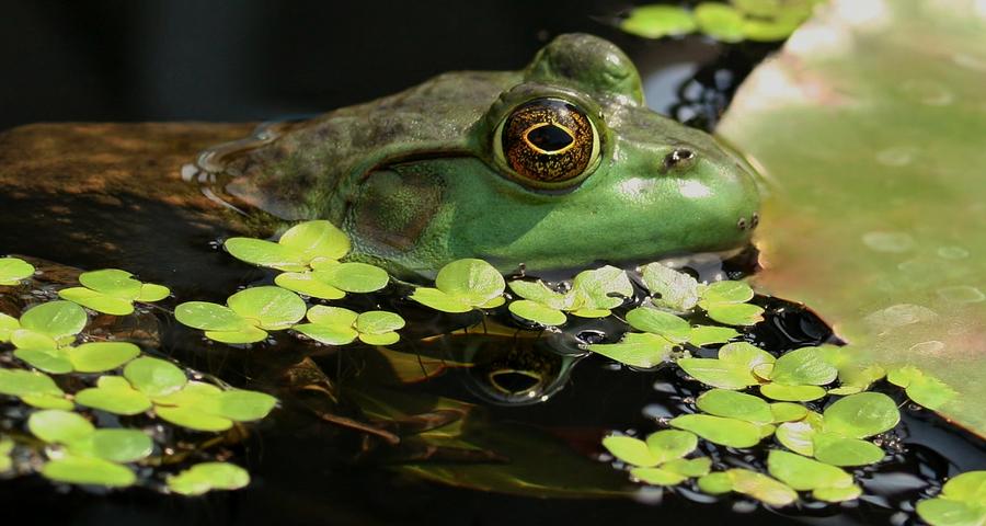Frog Reflection Photograph by Barbara S Nickerson