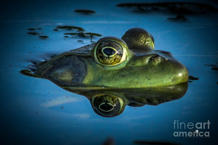 Frog Reflection Photograph by Ronald Grogan