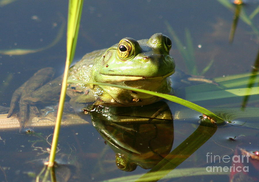 Green Frog Reflected  Photograph by Neal Eslinger