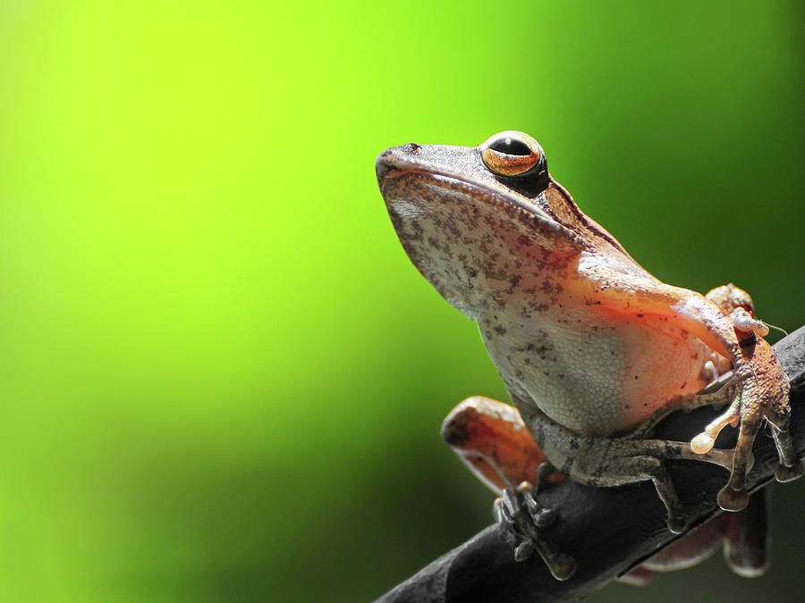 Frog Resting On A Branch Photograph by Primeimages