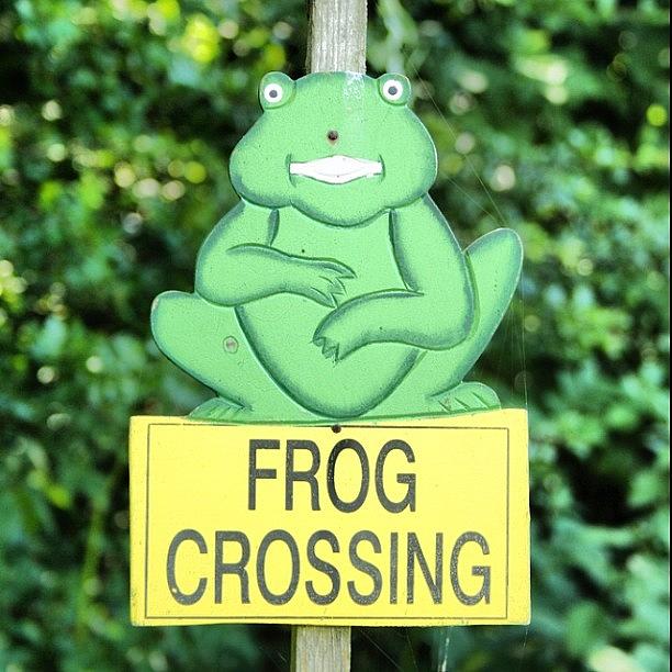 Wildlife Photograph - Frog Safety by Jack Storey
