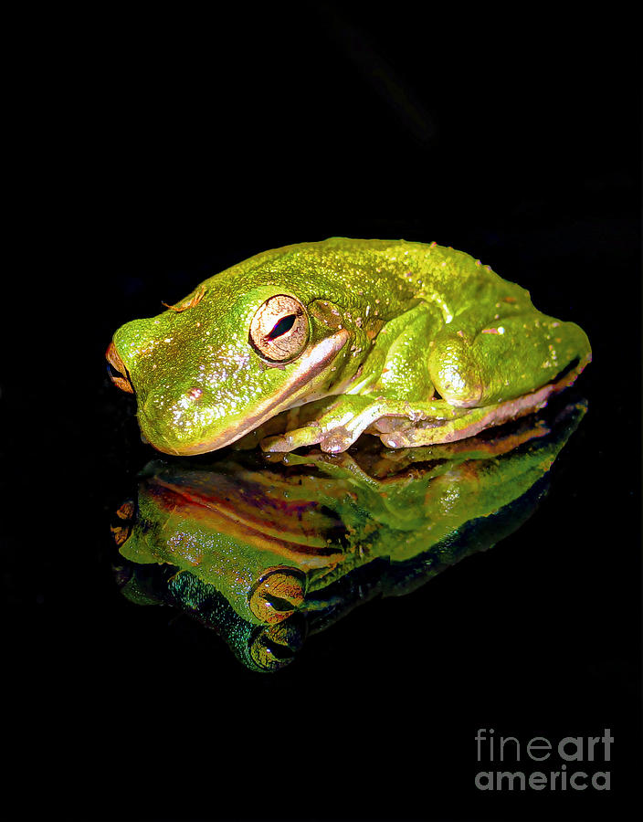 Frog Photograph by Savannah Gibbs