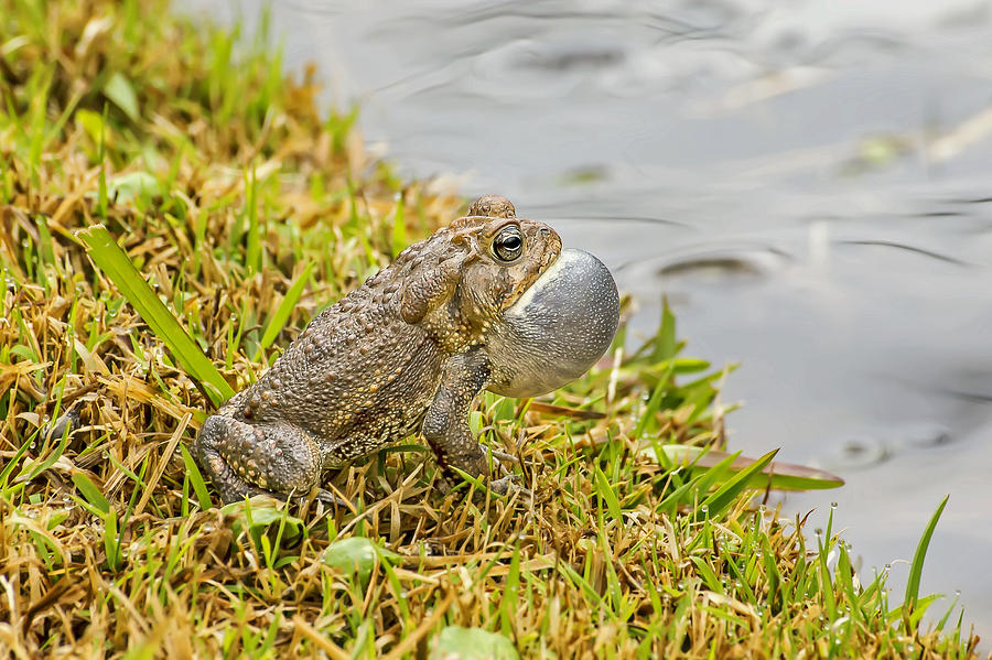 Frog Singing His Mating Song Photograph by Michael Whitaker