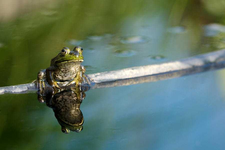 Frog Sits on Branch in a Mirrored Pool Photograph by Edelmar