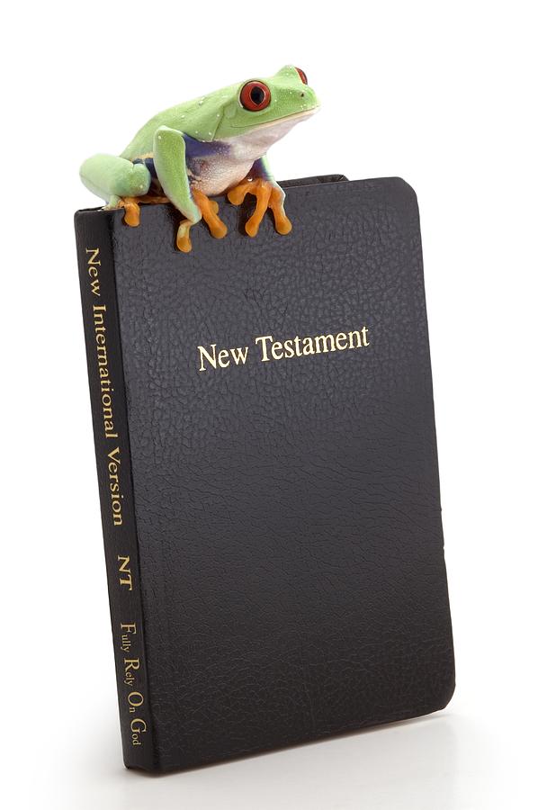 Frog Sitting On A Bible Photograph by Corey Hochachka