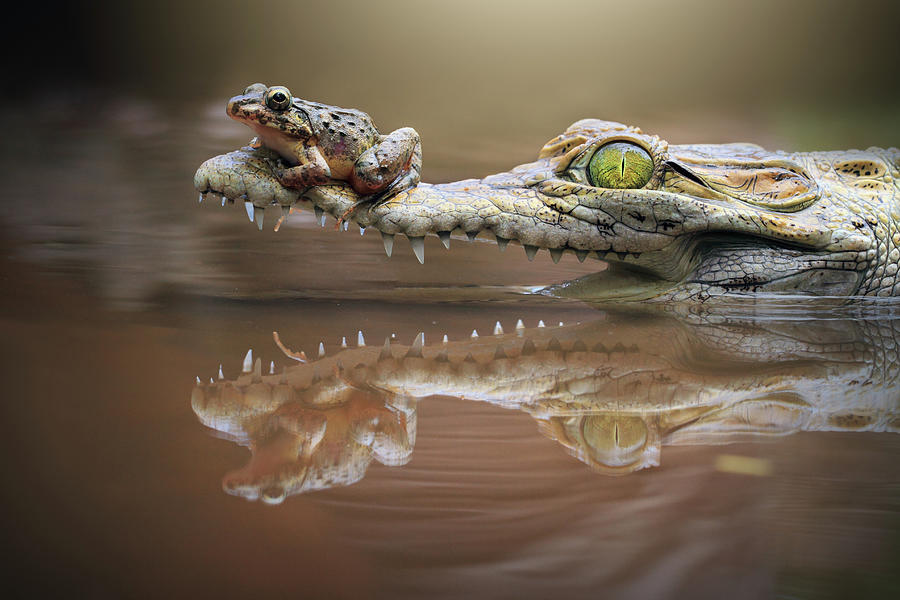 Frog Sitting On A Crocodile Snout, Riau Photograph by Shikheigoh