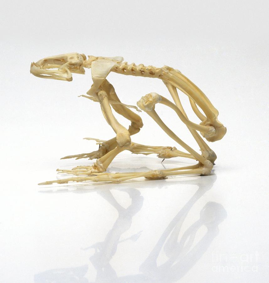 frog skeleton parts