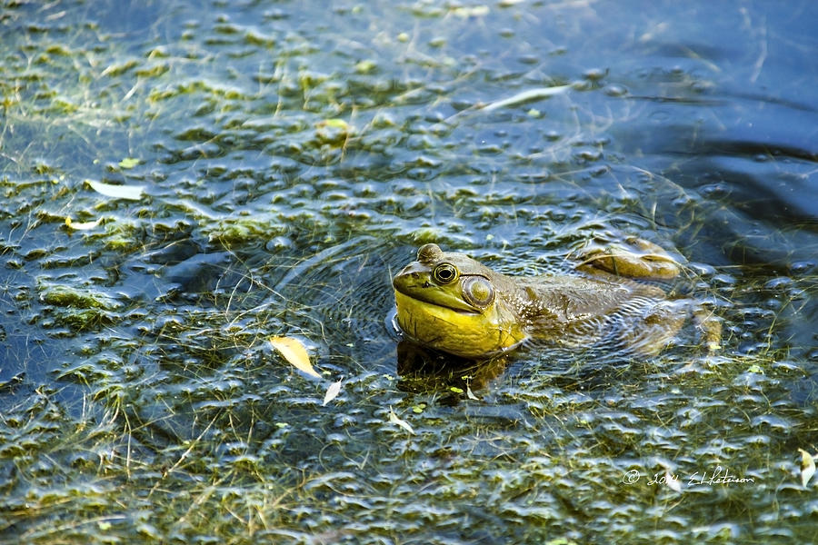 Frog Song Photograph by Ed Peterson