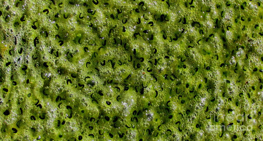 Frog Spawn Photograph by Joshua Bales