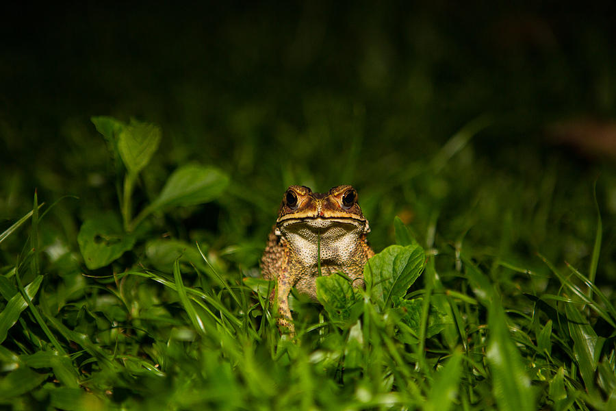 Frog Stare Photograph by Mike Lee