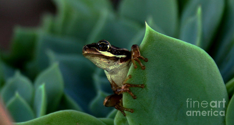 Wildlife Photograph - Frog Study by Tristyn Lau