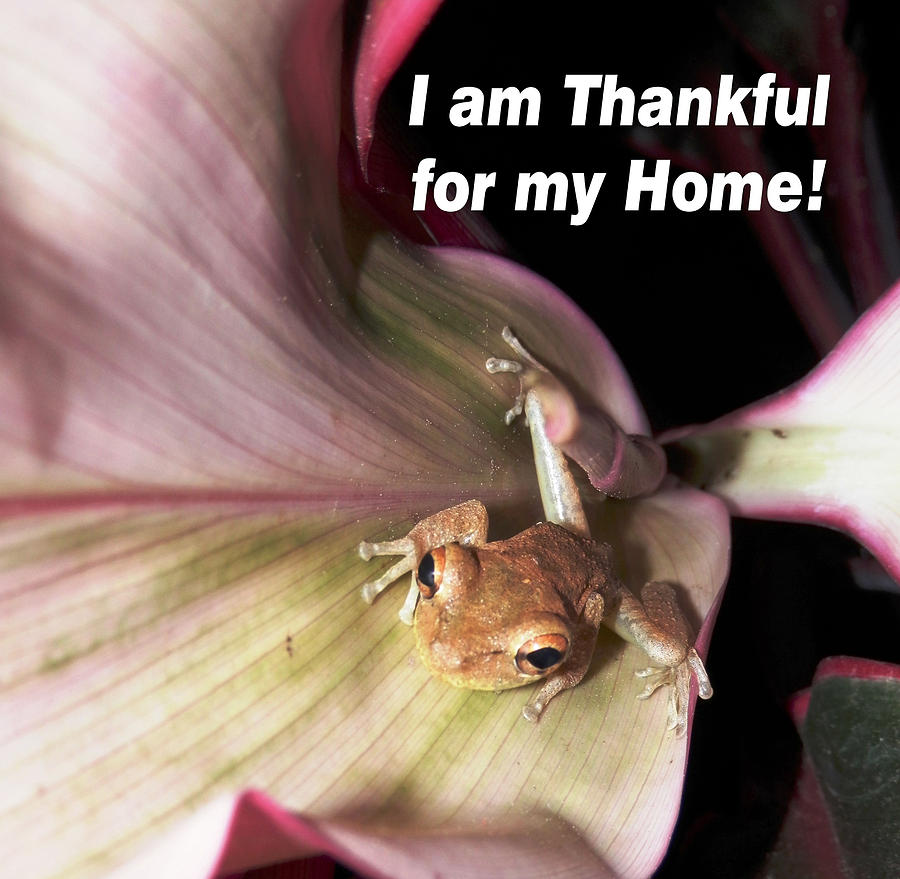Frog Thankful for His Home Photograph by Belinda Lee
