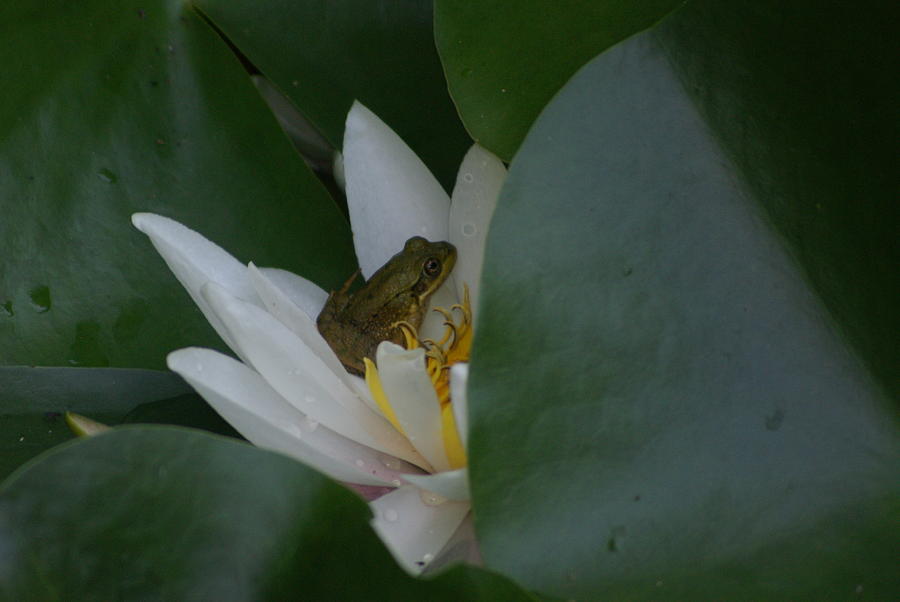 Frog Tucked In A Water Lily Photograph