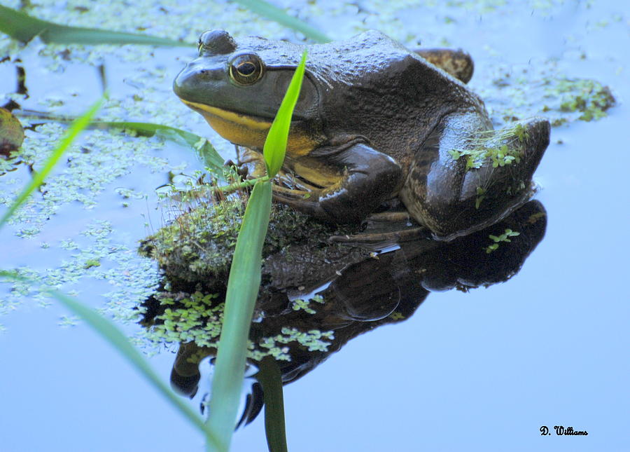 Frog waiting patiently Photograph by Dan Williams
