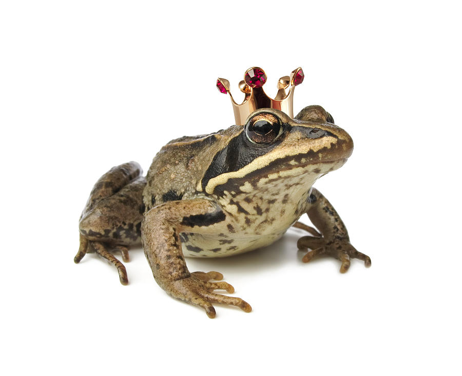 Frog wearing a crown against white background Photograph by Lezh