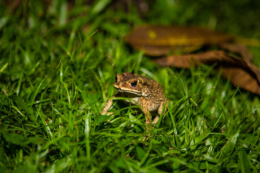 Frog Photograph - Froggie by Mike Lee
