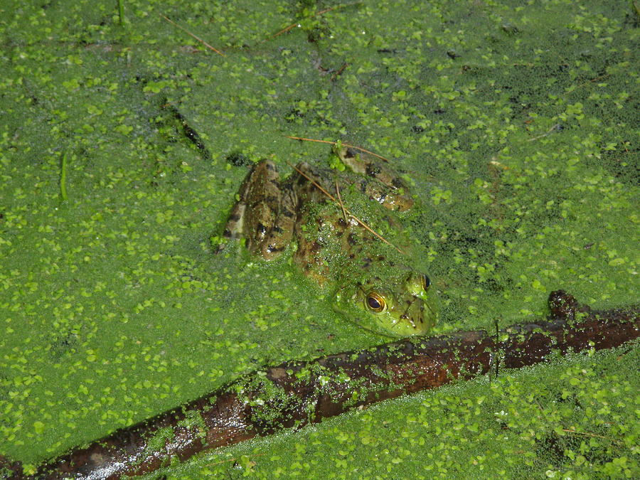 Froggie Photograph by Robert Nickologianis