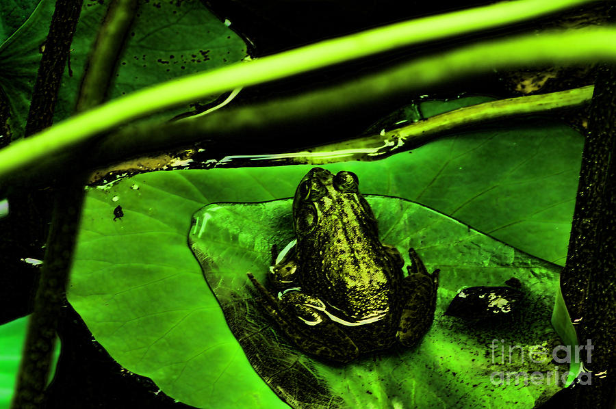 Animal Photograph - Froggy by M Three Photos