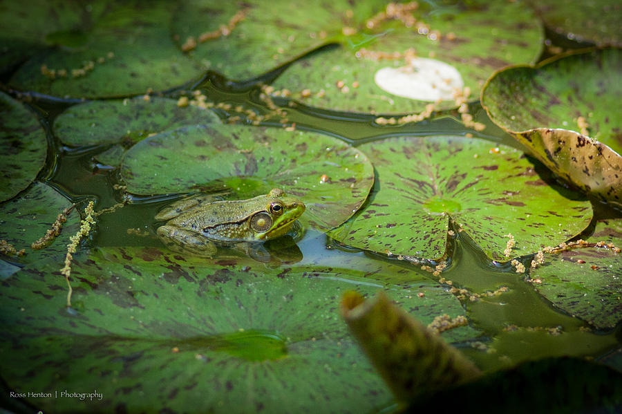 Lily Photograph - Froggy Bottom by Ross Henton