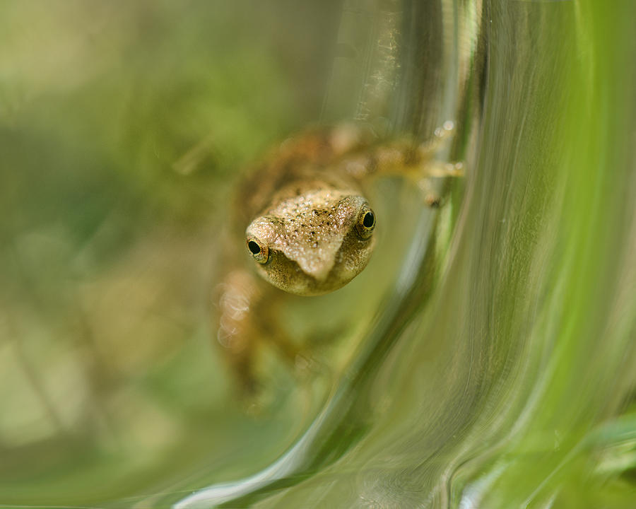 Nature Photograph - Froggy Escapes by Sue Capuano