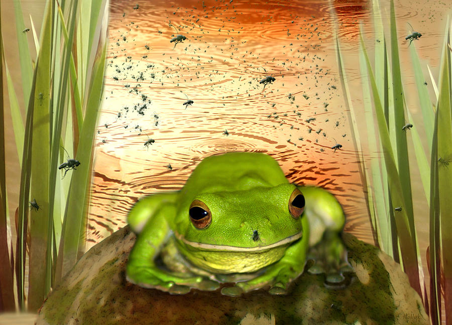Froggy Heaven Photograph by Holly Kempe