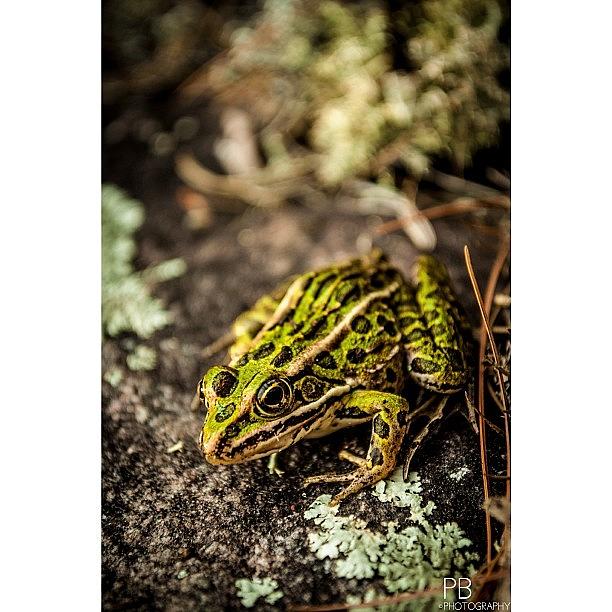 Frog Photograph - Froggy! #nikon #nikkor #nikond60 #frog by Pb Photography