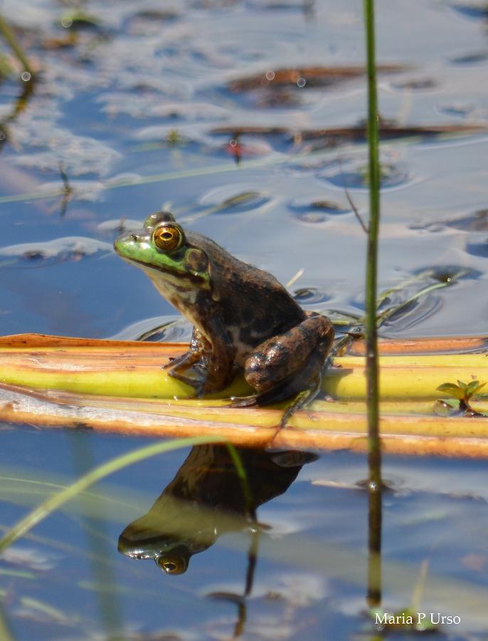 Froggy Reflections Photograph by Maria Urso