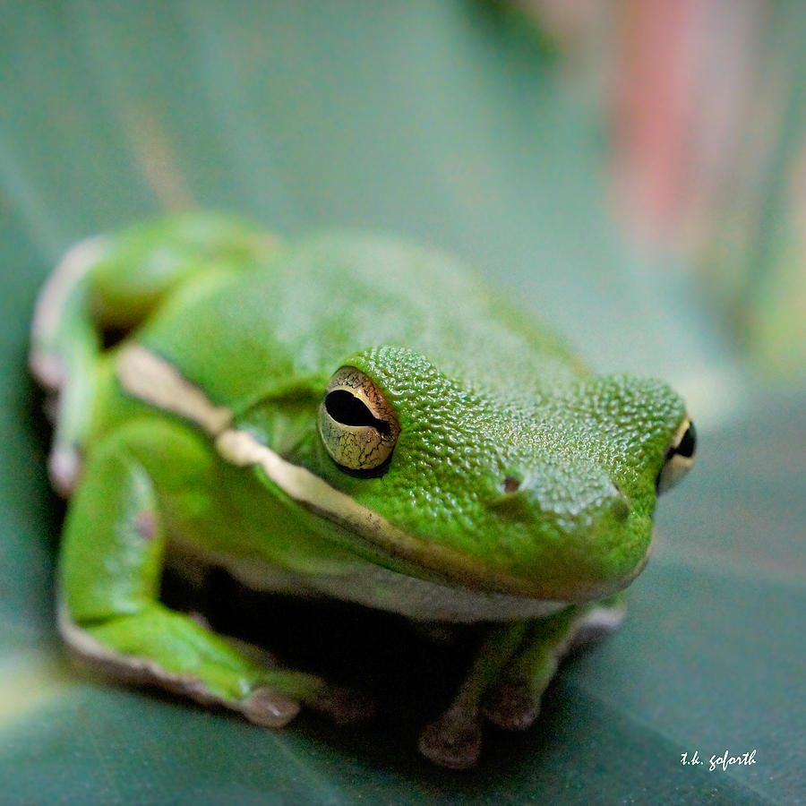 Froggy Smile Squared Photograph by TK Goforth